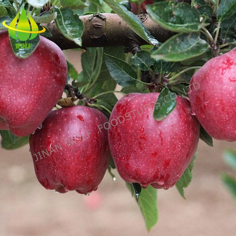 Red Fresh Huaniu Apple/FUJI Apple/Qinguan Apple/Gala Apple/Green Apple/Red Star Apple