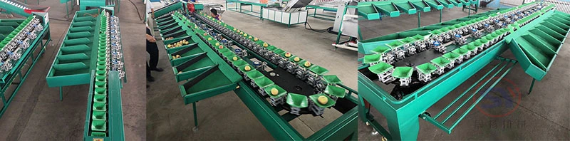 Fruit Apple Pear Orange Passion Fruit Electric Weight Grading Sorting Machine