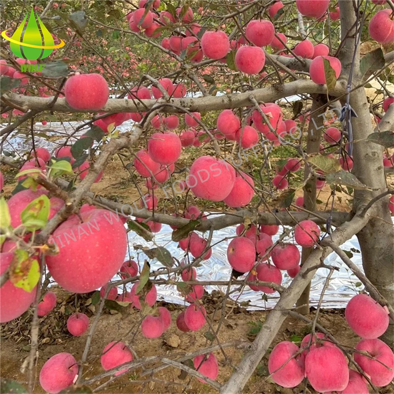 Red Fresh FUJI Apple/Qinguan Apple/Huaniu Apple/Gala Apple/Green Apple/Red Star Apple