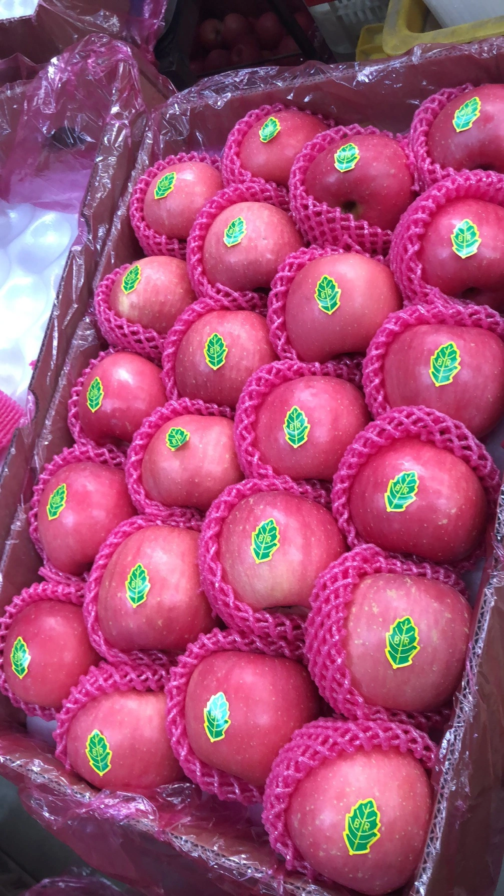 Chinese Sweet Apple FUJI Apple Hongxing Apple Gala Apple Good Quality Apple Supplier