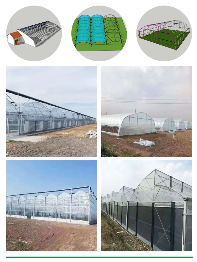 Large Plastic Film Greenhouse with Hydroponics