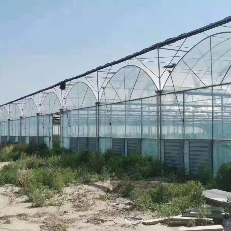 Large Plastic Film Greenhouse with Hydroponics