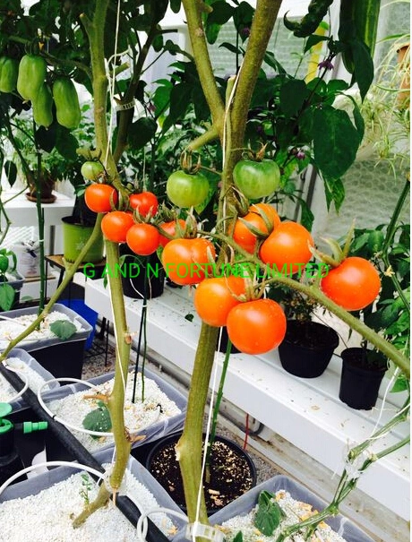 Hydroponic Dutch Bucket System Greenhouse Cucumber Bato Dutch Bucket