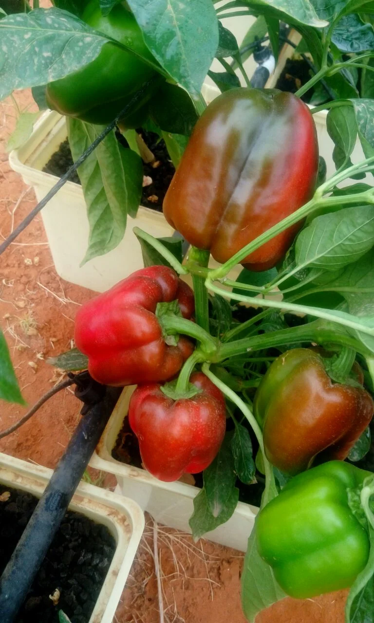 Wholesale Dutch Bucket Growing Strawberry, Pepper, Lettuce, Tomato, Cucumber Planting Pot