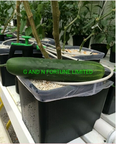 Hydroponic Dutch Bucket System Greenhouse Cucumber Bato Dutch Bucket