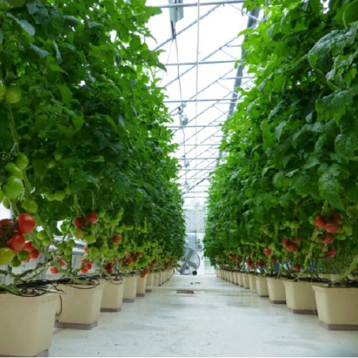Complete Cucumber Growing Dutch Bucket System Tomato Capsicum Pepper Planting Pot
