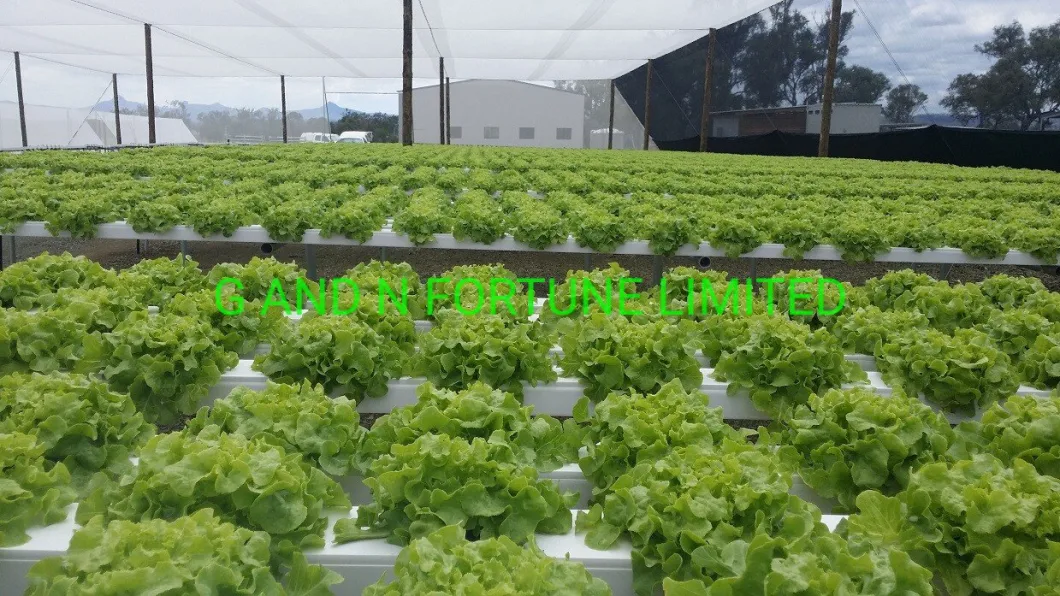 Hydroponic Dutch Bucket System Greenhouse Cucumber Bato Dutch Bucket