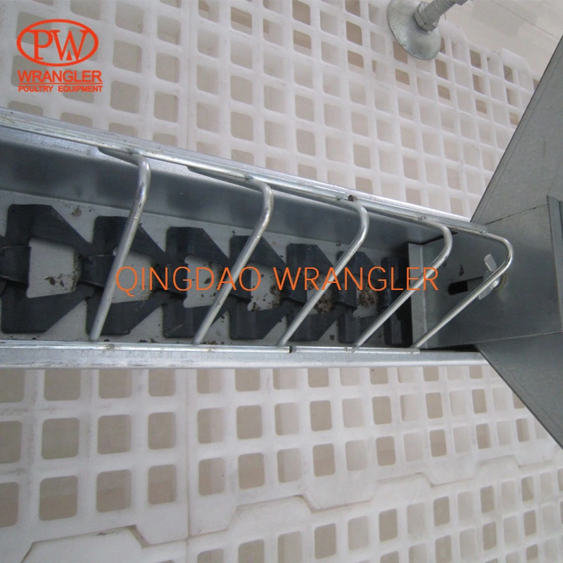 Breeder Chicken Chain Plate Open Trough Feeding