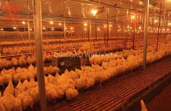 Breeder Chicken Chain Plate Open Trough Feeding