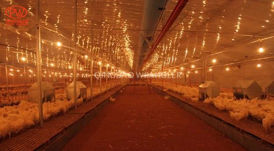 Breeder Chicken Chain Plate Open Trough Feeding