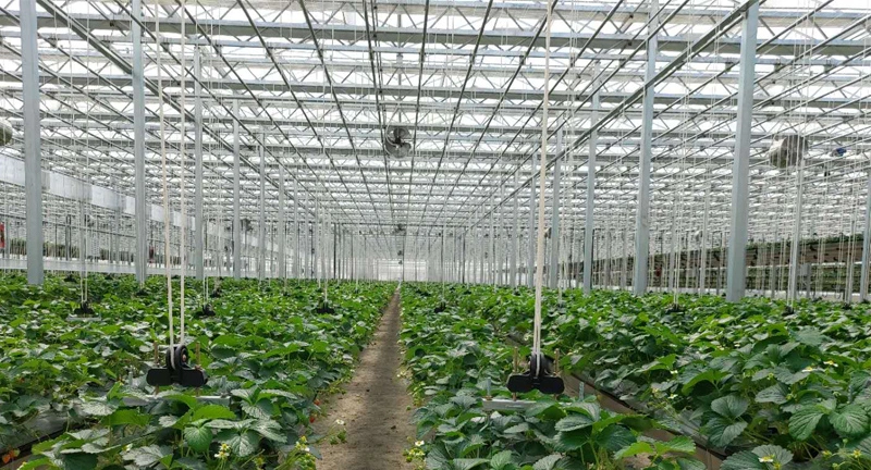 Low Cost PC Board Sheet Polycarbonate Covered Greenhouse for Vegetable