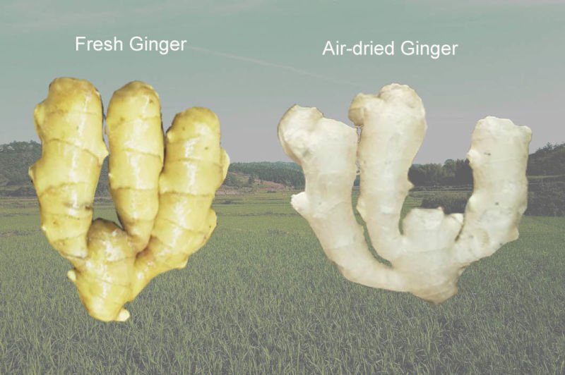2019 Fresh Dried Ginger / Semi Dried Ginger