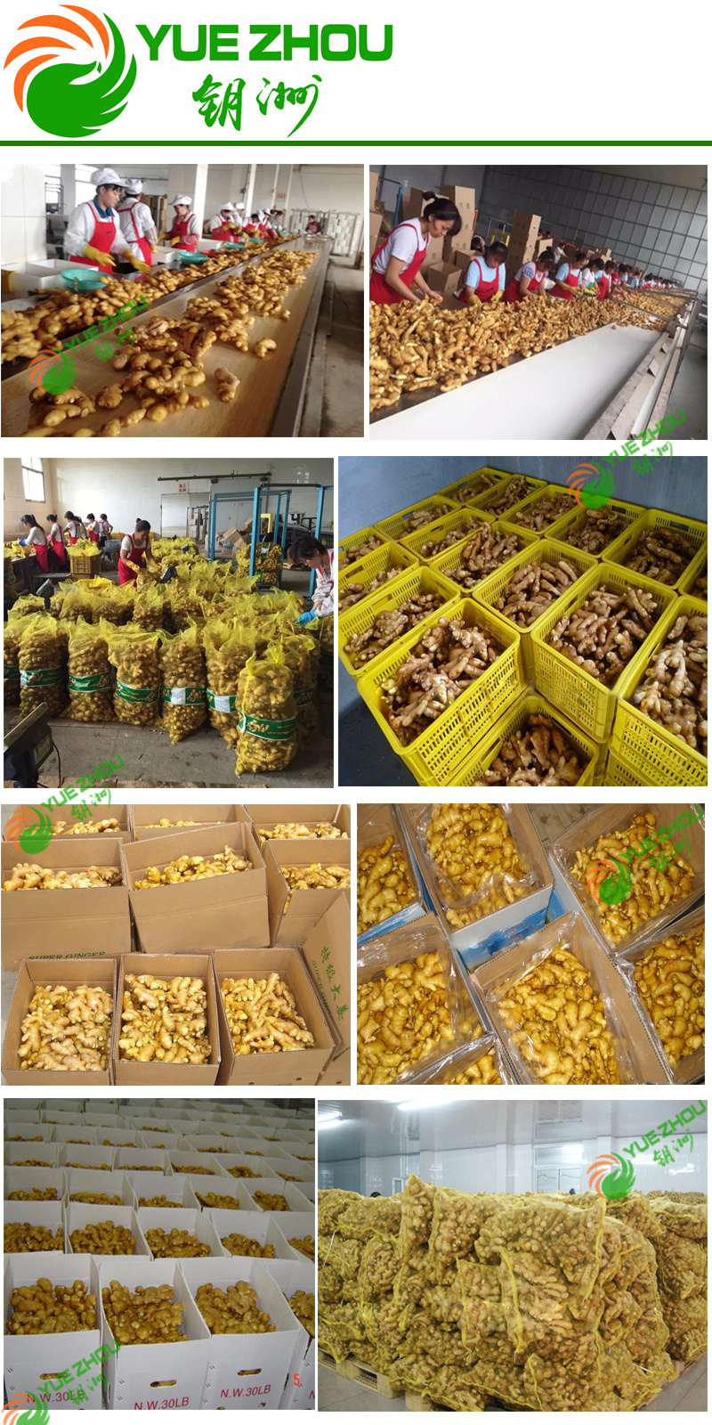 Fresh Dried Semi Dry or Full Dry Ginger From China