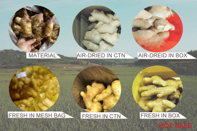 Fresh Dried Semi Dry or Full Dry Ginger in China