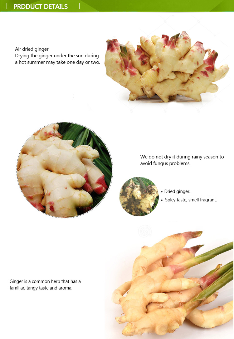 Supply Chinese Dry Dried Ginger