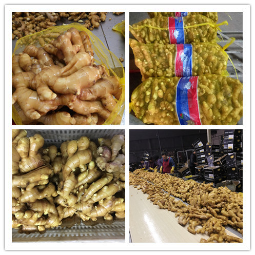 Fresh New Crop Ginger/Dried Ginger/Dry Ginger with Global Gap