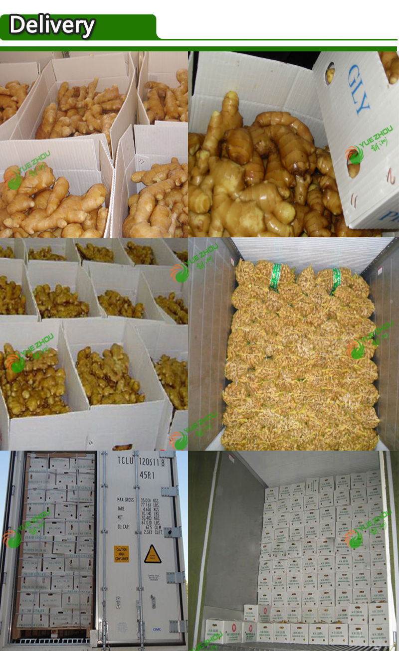 Fresh Dried Semi Dry or Full Dry Ginger From China