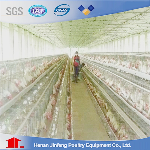 Layer Poultry Battery Chicken Cage for Poultry Shed