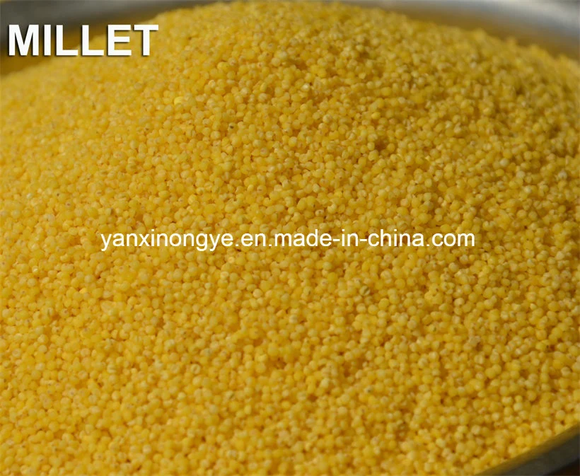 High-Quality Selenium Yellow Millet Healthy Millet (Promoting sleep function)