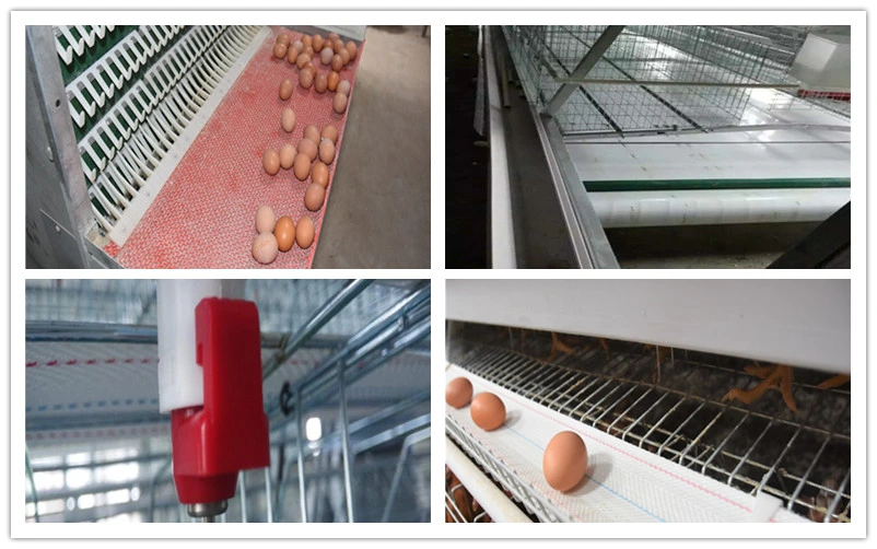 a Type Chicken Layer Cage Poultry Equipment Farm Wire Mesh