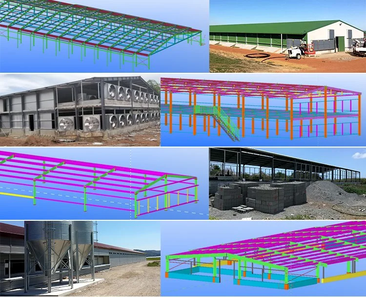 Steel Construction Egg Layer Chicken Farm Building House Shed in Sri Lanka