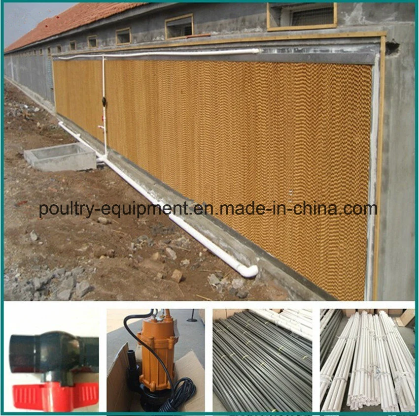 Modern Automatic Layer Chicken Poultry House  Equipment with Shed