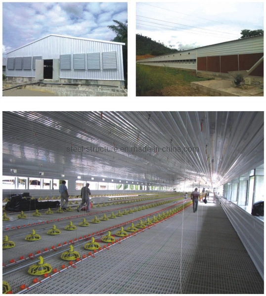 20000 Chickens Pre-Engineered Low Cost Steel Structure Chicken House Poultry Shed for Layer and Broiler