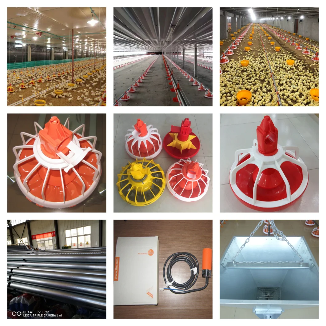 Modern Automatic Layer Chicken Poultry House  Equipment with Shed