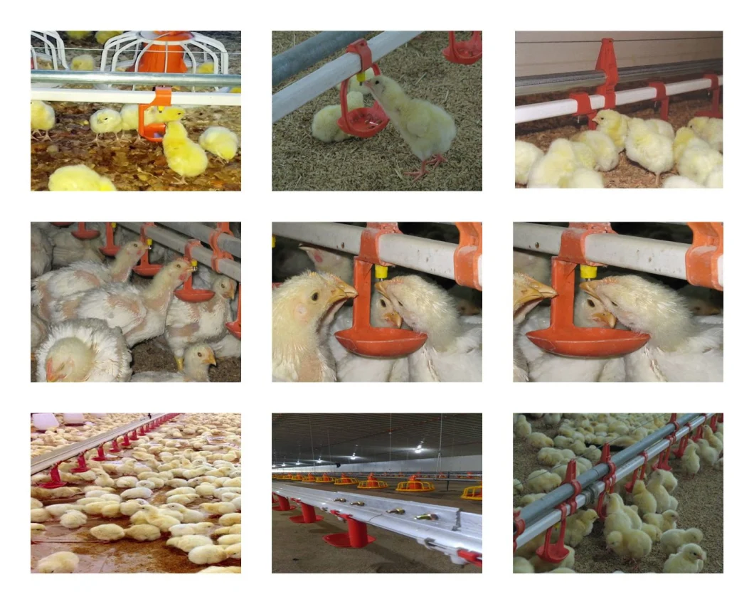 Full Set Automatic Broiler Chicken Raising Equipment for Poultry House