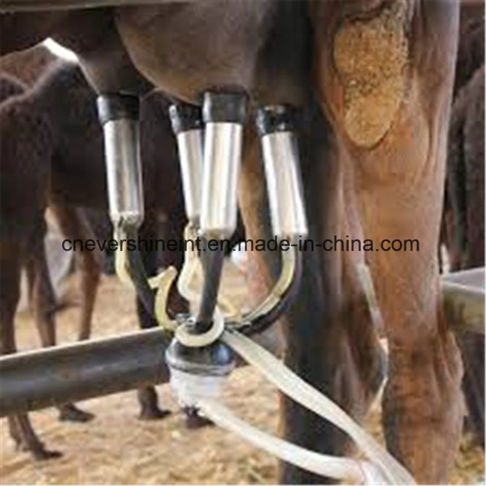 Attentive Service Cheap Camel Milking Machine Price in India