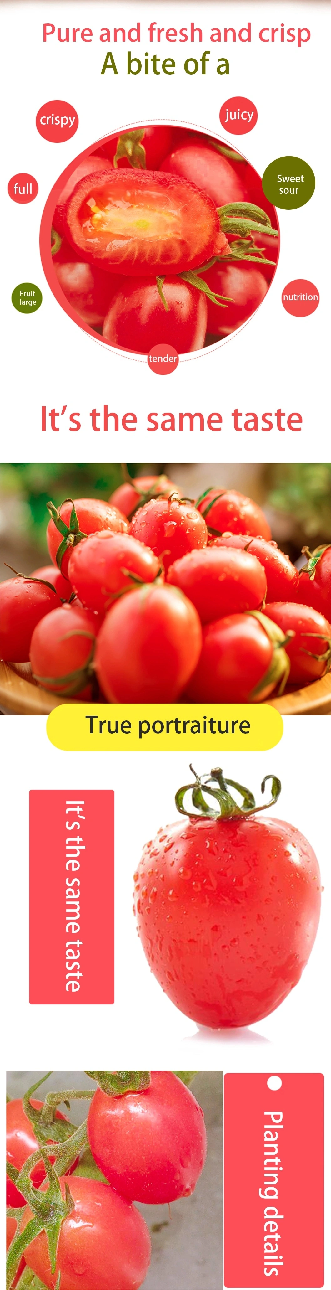 Top Quality Fresh Red Cherry Tomato with High Quality for Sale