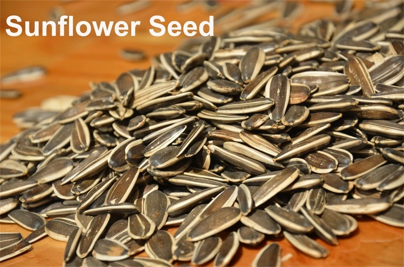 Export High-Quality Hot Sale Dried Hot Sale Spiced Chinese Sunflower Seed