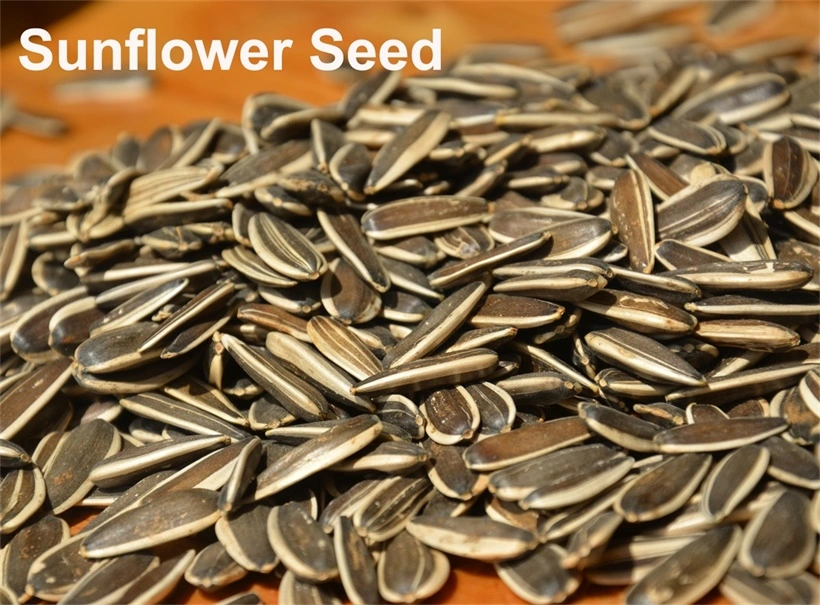 Export High-Quality Hot Sale Dried Hot Sale Spiced Chinese Sunflower Seed