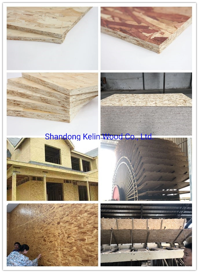 Poplar Wood OSB 1 2 3 Board for Building/Contruction/Decoration/Packing/Furniture