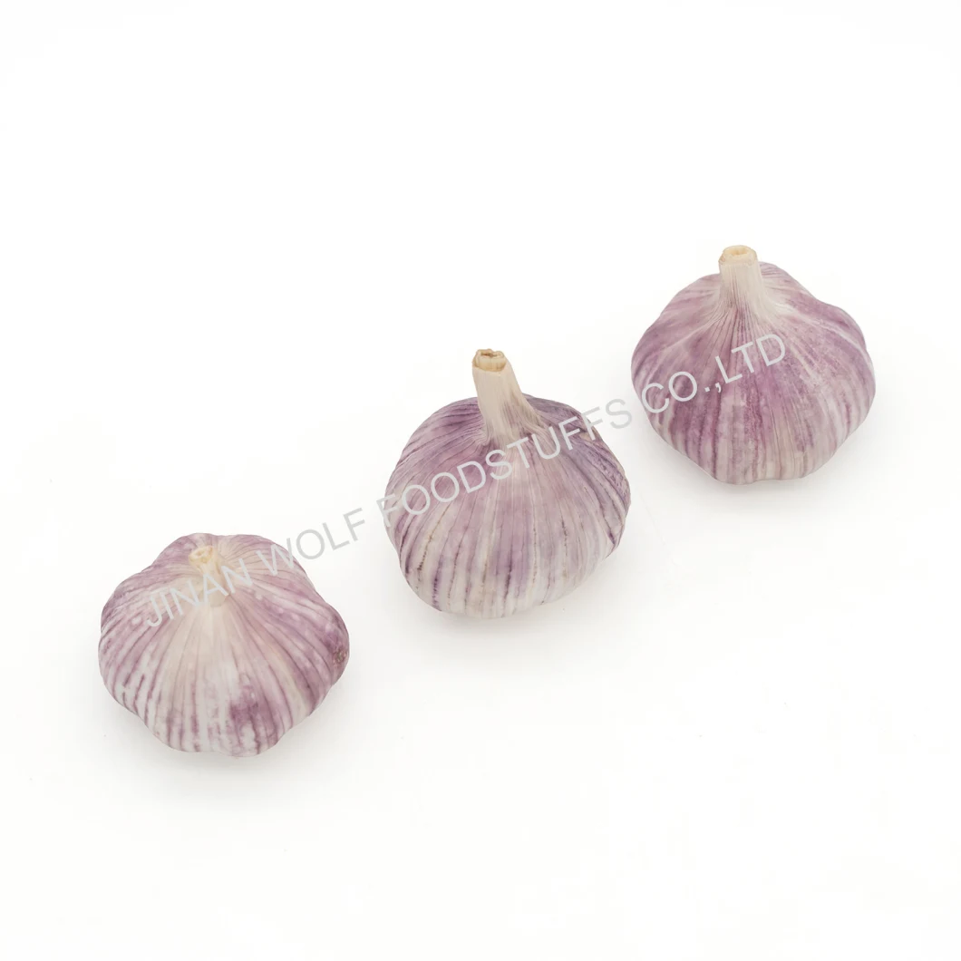 1kg*10 Box 500g Per Bag Fresh Normal White Purple Garlic