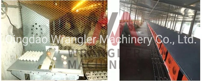 Chicken Farms Automatic Egg Nest for Laying Hen/Egg Automatic Collection Equipment