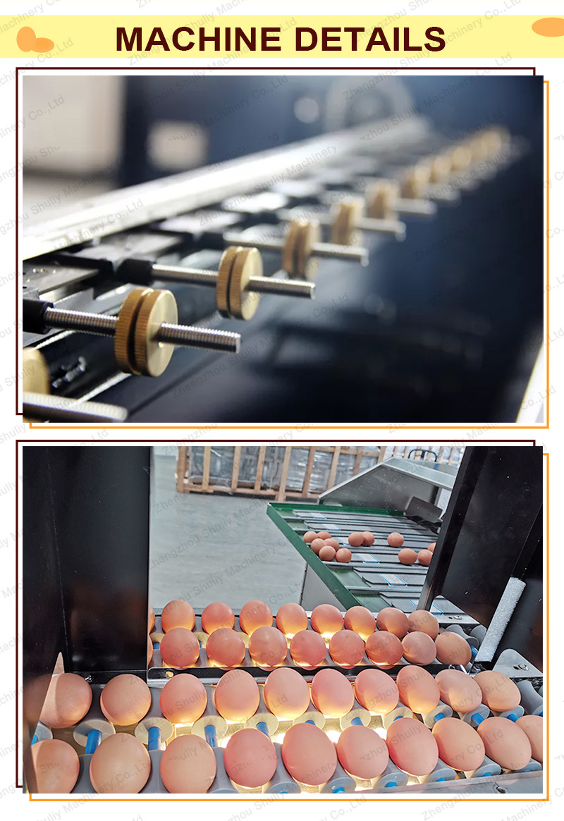 Egg Grader Machine Sorting Grading Machine for Sale
