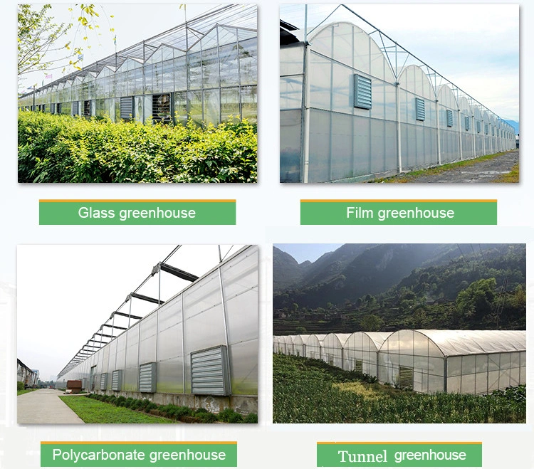 Prefabricated Plastic Film Covered Sunlight Greenhouse for Tomato/Cucumber/Egg Plant