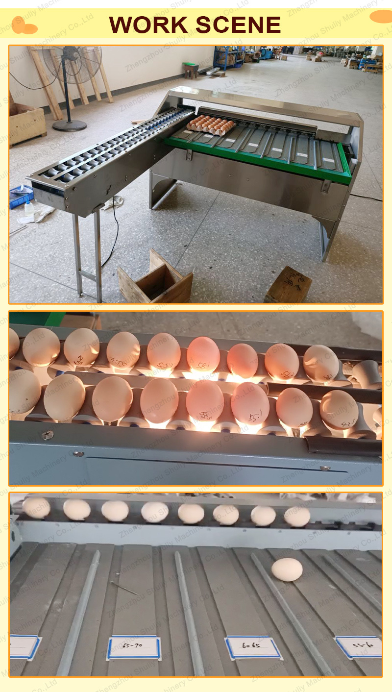 Egg Grader Machine Sorting Grading Machine for Sale