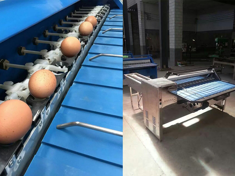 Competitive Price Egg Sorter Grader Machine Egg Sorting Machine