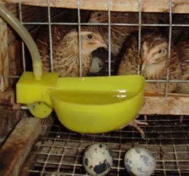 Indoor Breeding Quail Cage Galvanized Encryption Automatically Collect Quail Eggs