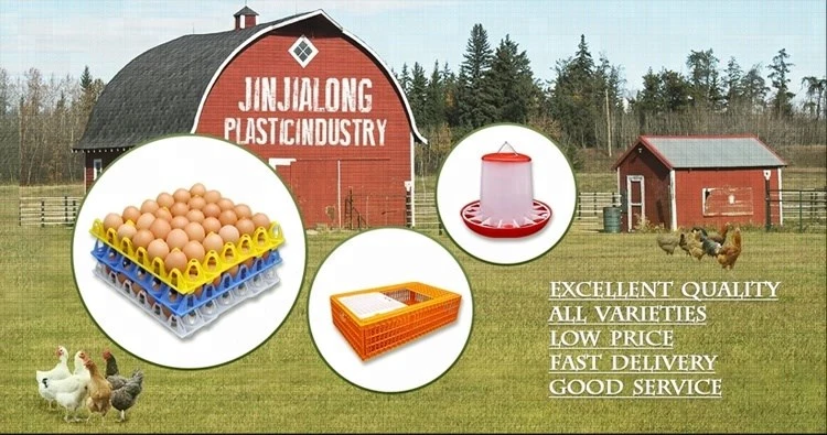 Popular White Plastic 36-Egg Container for Packing Eggs