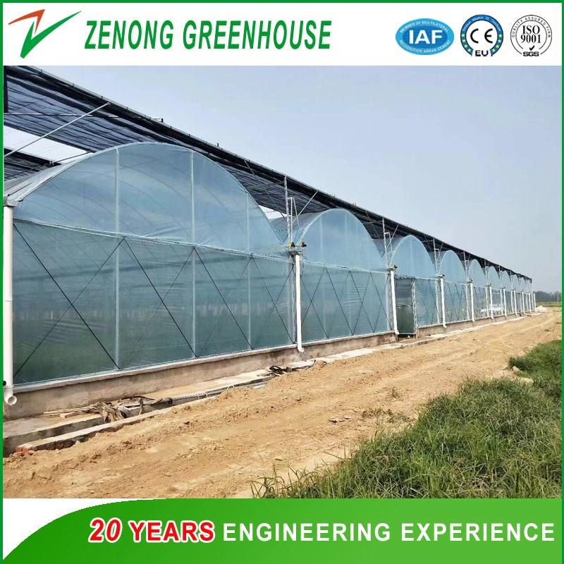 Prefab Cucumber/Tomato/Egg Plant/Cauliflower Film Greenhouse with Shading System for Sale