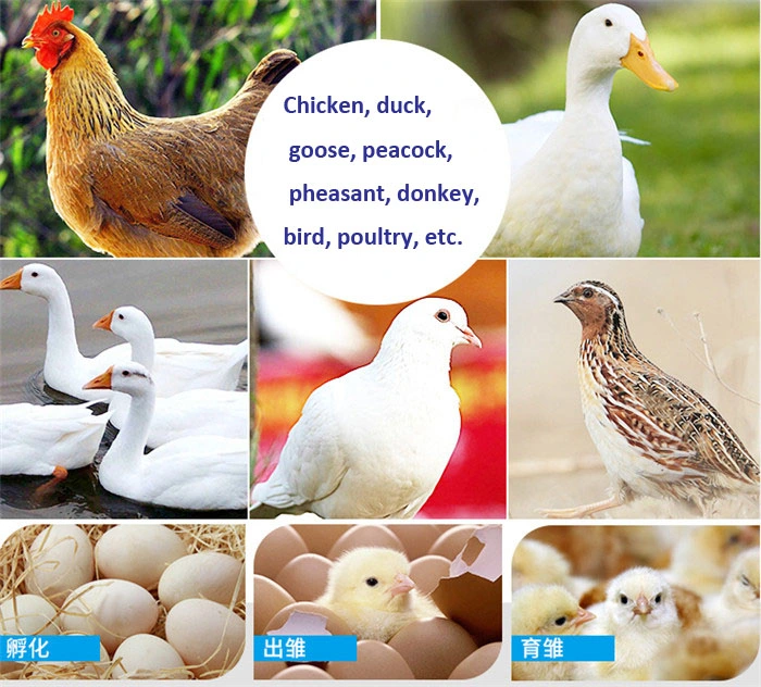 Small Chicken Egg Hatching Machine/Poultry Goose Egg Incubator Hatching Machine/Egg Incubator Hatcher