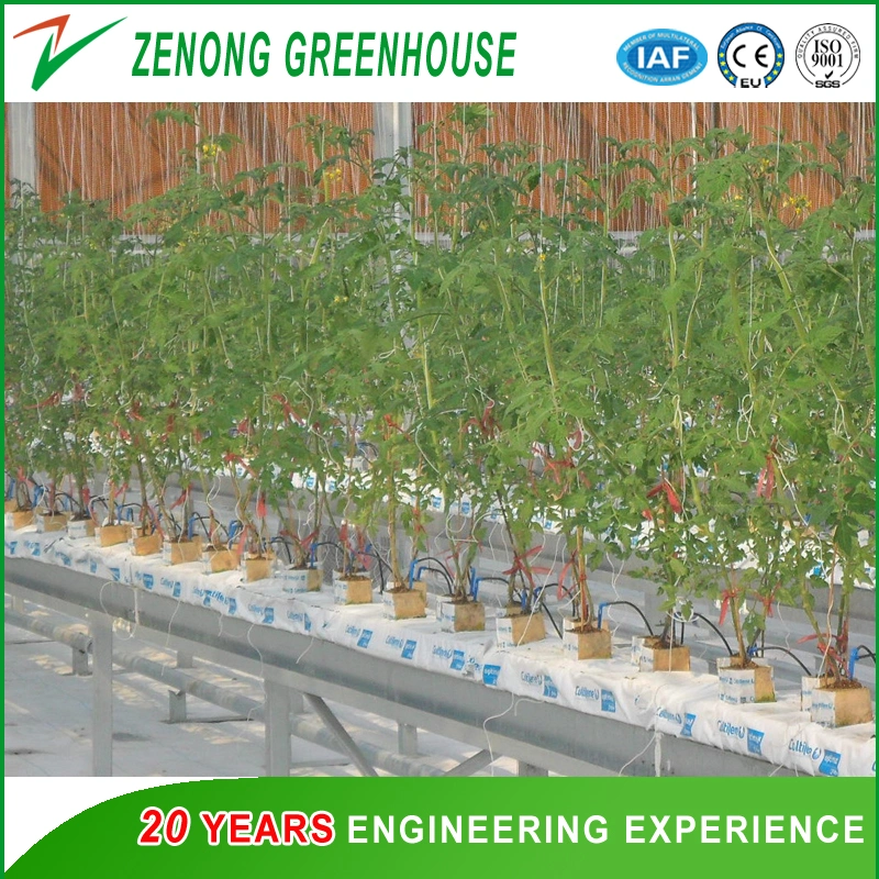 Greenhouse Hydroponic/Aquaponic for Tomato/Egg Plant/Lettuce/Celery Cultivation