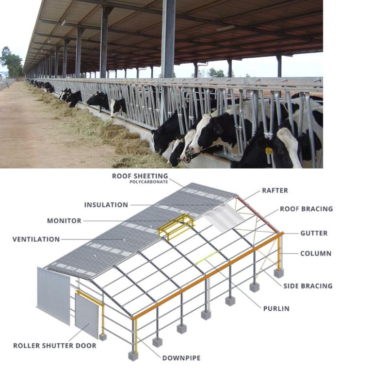 China Prefabricated / Prefab Steel Frame Dairy Farm Shed and Cow / Swine Shed for Modern Integrated Farm with Cladding System