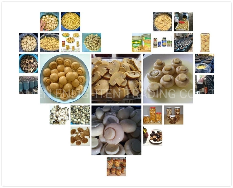 White Raw Needle Mushrooms Fresh Healthy Cultivated Best Quality Enoki Mushroom in Can