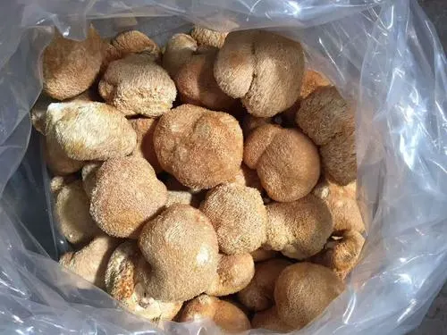 Lions Mane Mushroom Extract Powder 30% Beta Glucan