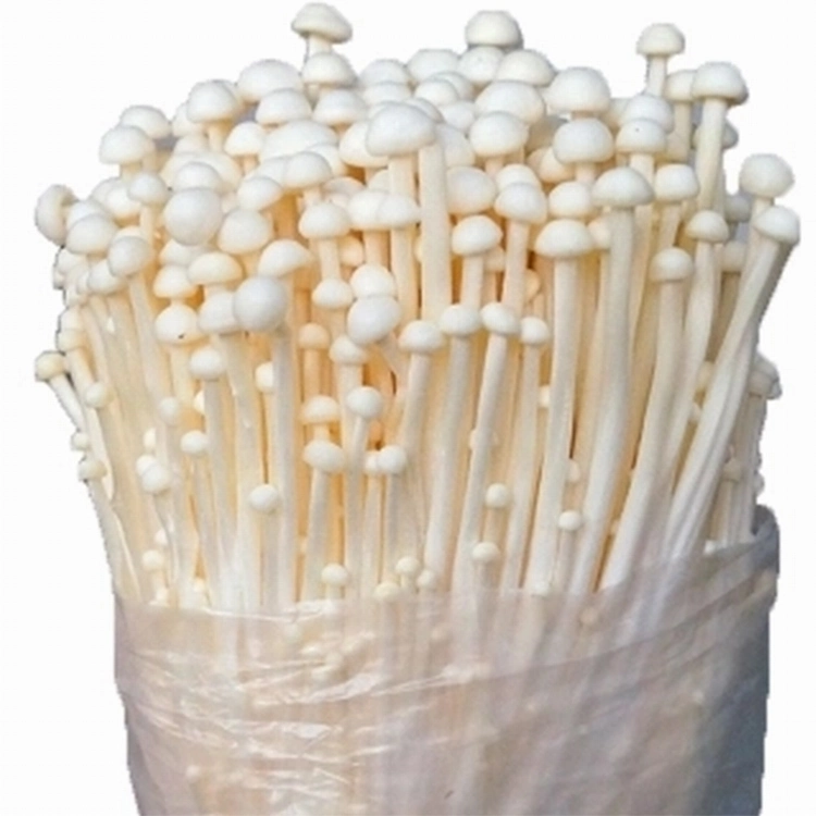 White Raw Needle Mushrooms Fresh Healthy Cultivated Best Quality Enoki Mushroom in Can