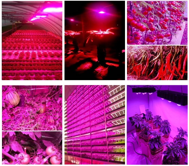 126W LED Grow Light for Indoor Mushroom Growth